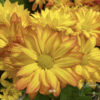 15”(H) x 20”(W) Small