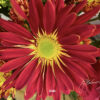 15”(H) x 20”(W) Small