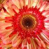 15”(H) x 20”(W) Small